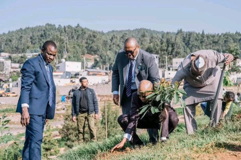 Tinubu Govt to Plant 20 Billion Trees for Nigerians, Says VP Shettima